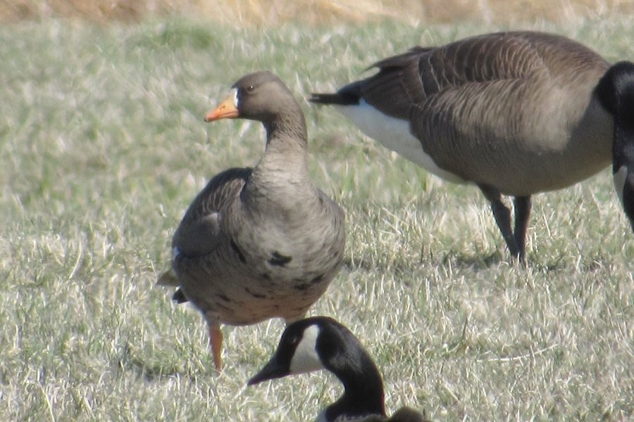 Greater White-fronted Goose - ML225429651