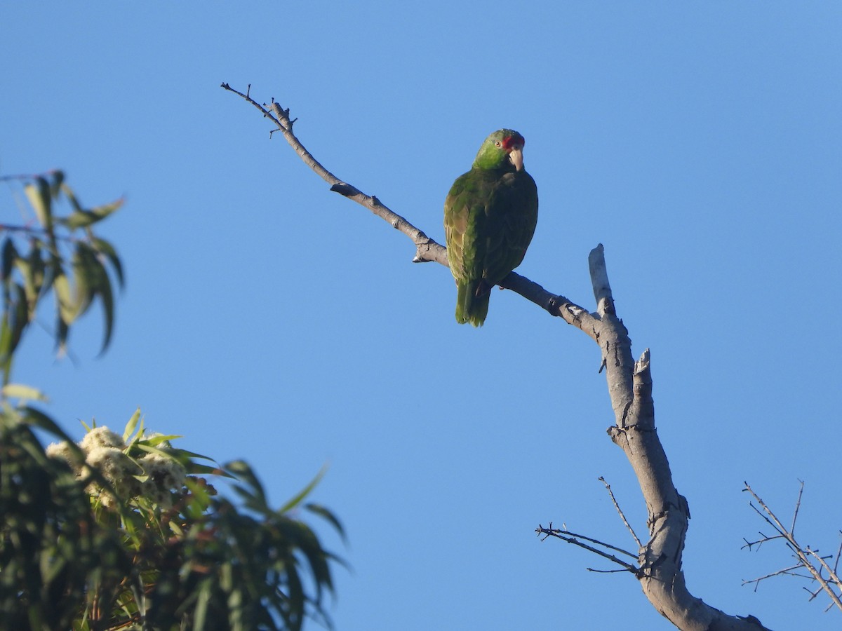 Red-crowned Parrot - ML225431291