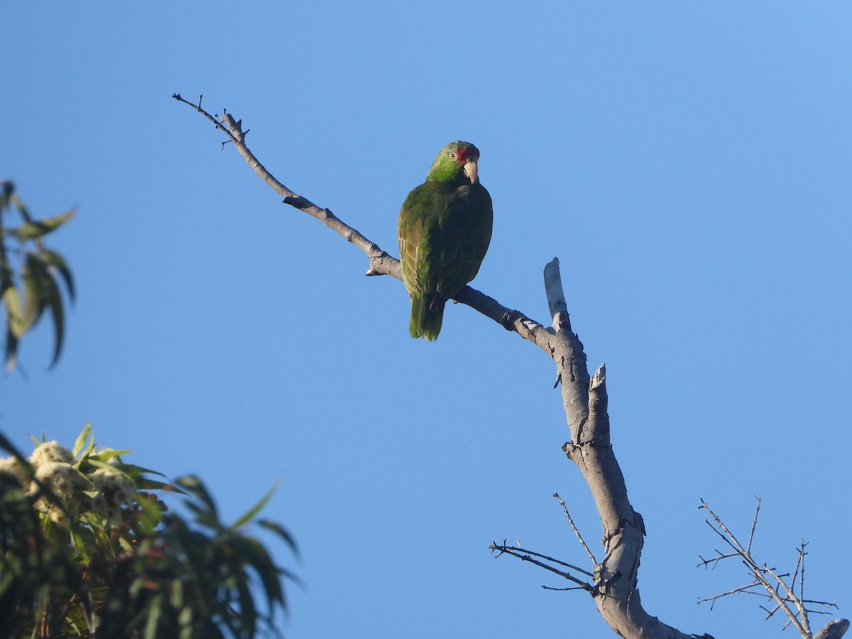 Red-crowned Parrot - ML225431301