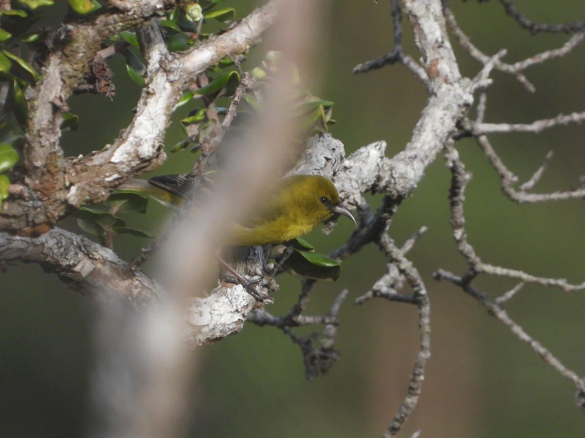 Oahu-Amakihikleidervogel - ML225431311