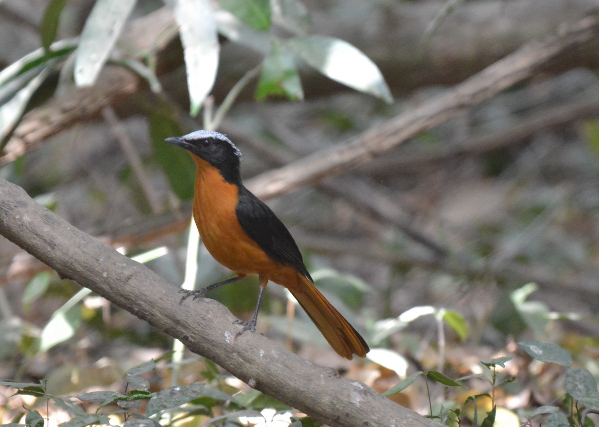 White-crowned Robin-Chat - Frank Spooner