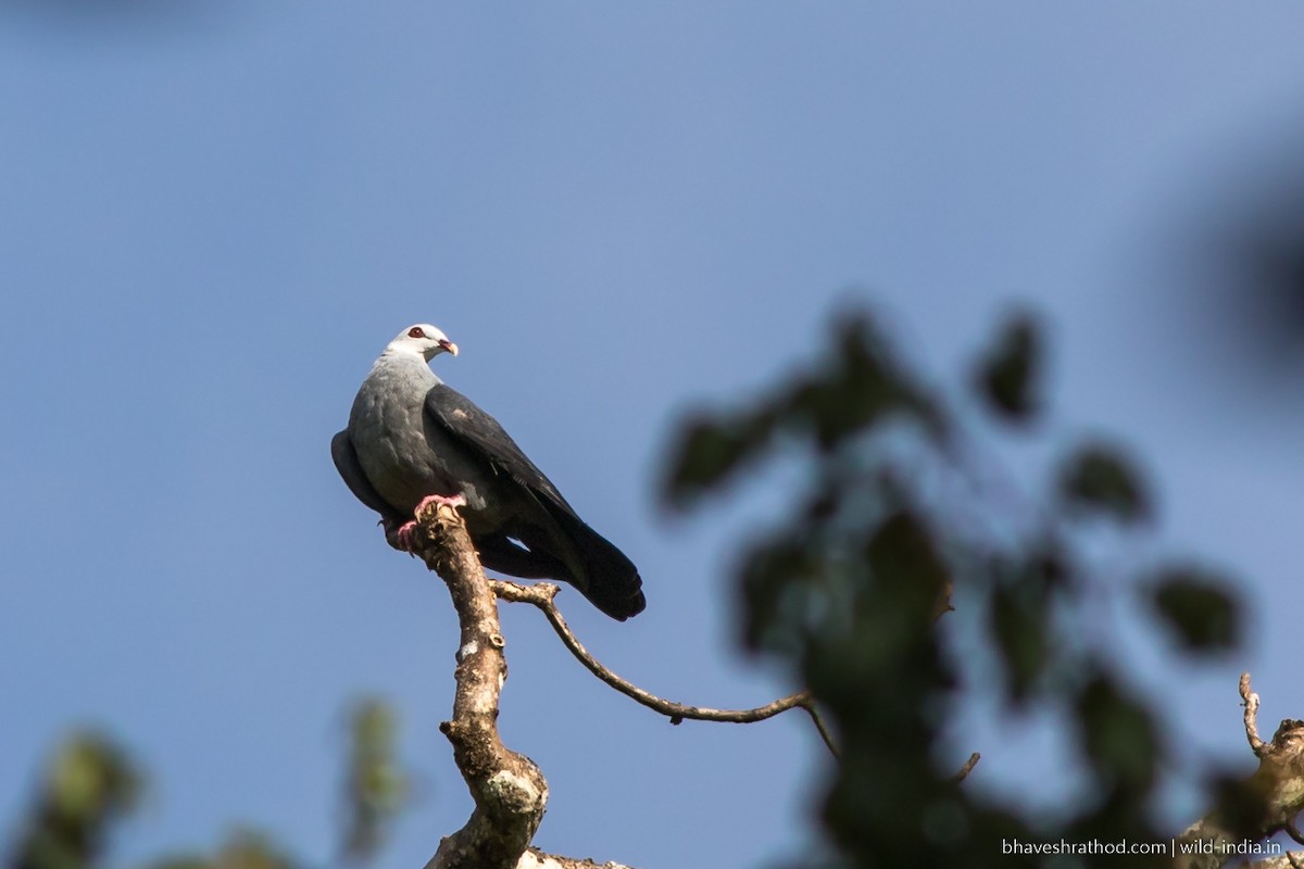 Andaman Wood-Pigeon - ML225438921