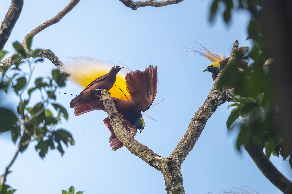 Greater Bird-of-Paradise - Niall D Perrins