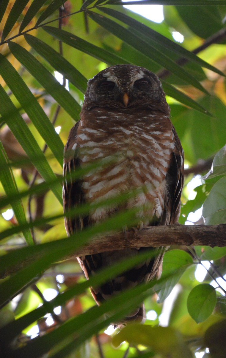 African Wood-Owl - ML225439451