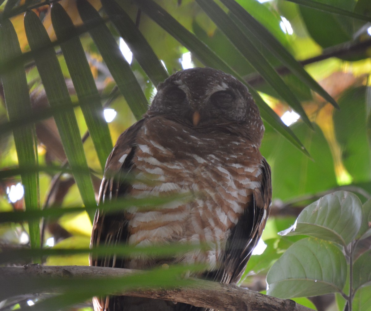 African Wood-Owl - ML225439501