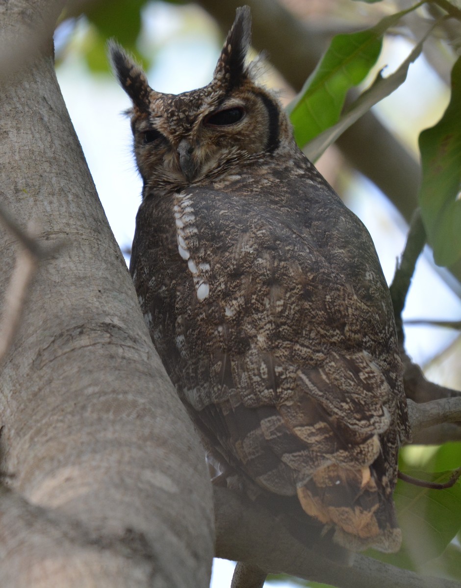 Grayish Eagle-Owl - ML225440101