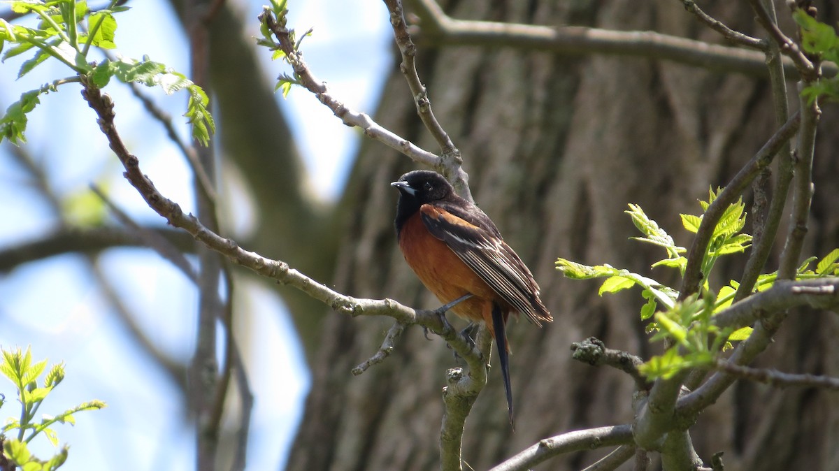 Orchard Oriole - ML22544261