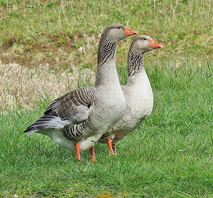 Graylag Goose (Domestic type) - ML225442621