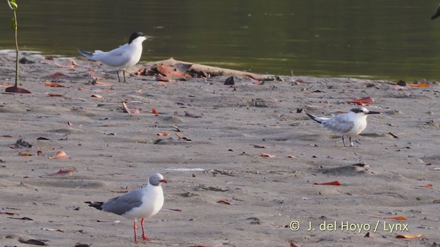 Gull-billed Tern - ML225442961