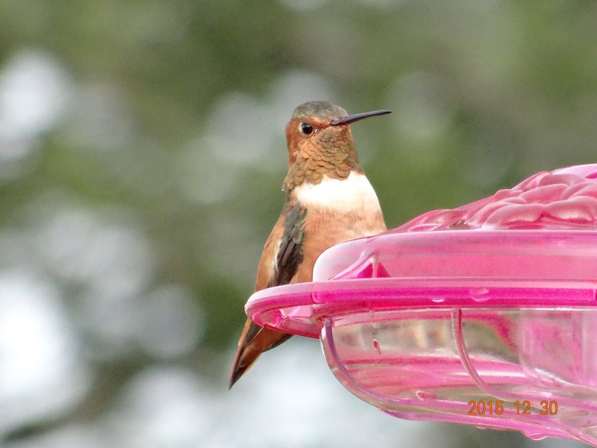 Allen's Hummingbird - ML22544461