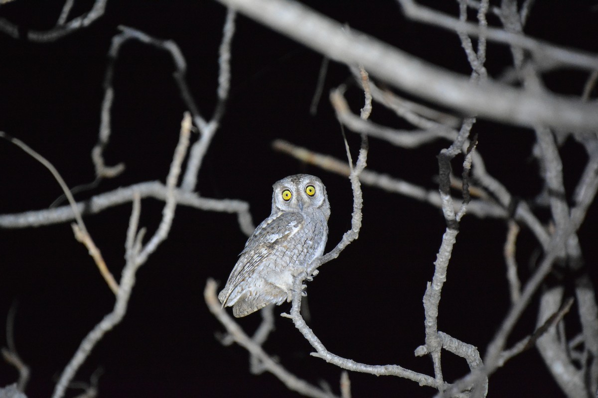 African Scops-Owl (African) - ML225445501