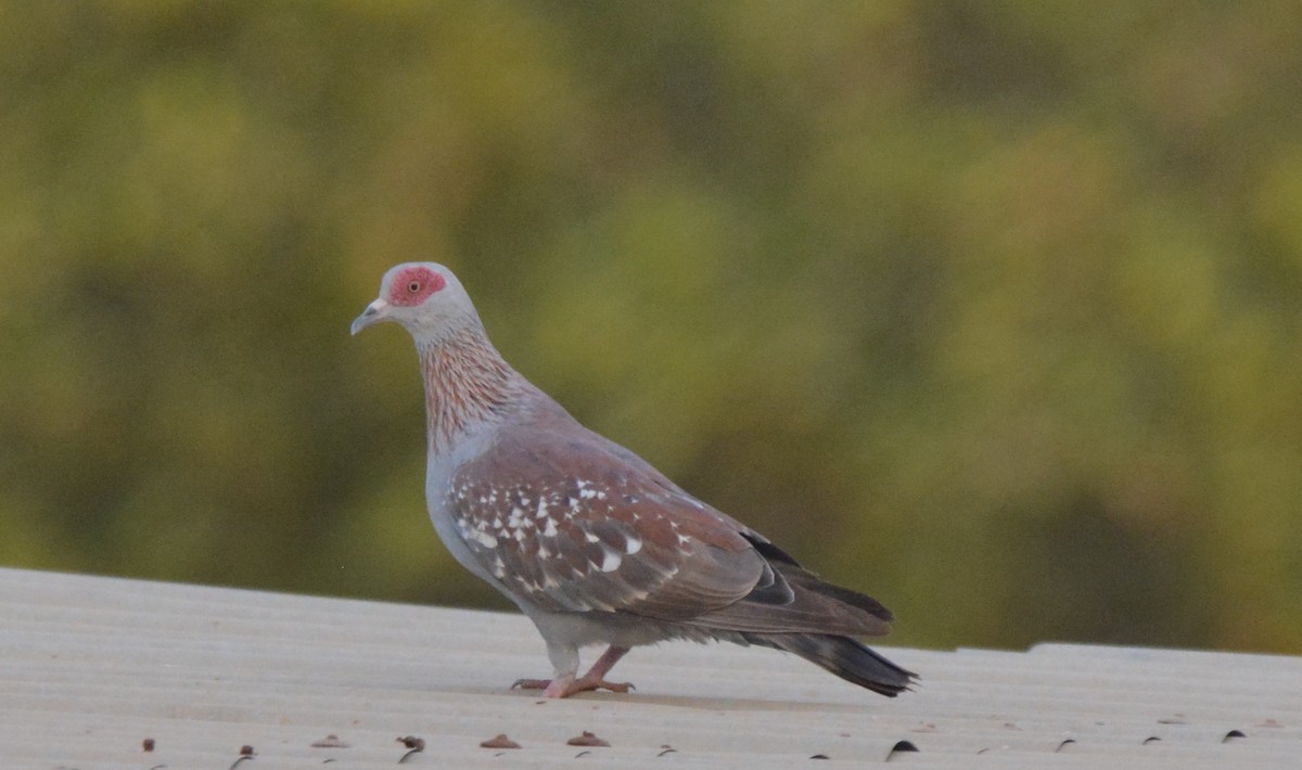 Speckled Pigeon - Frank Spooner