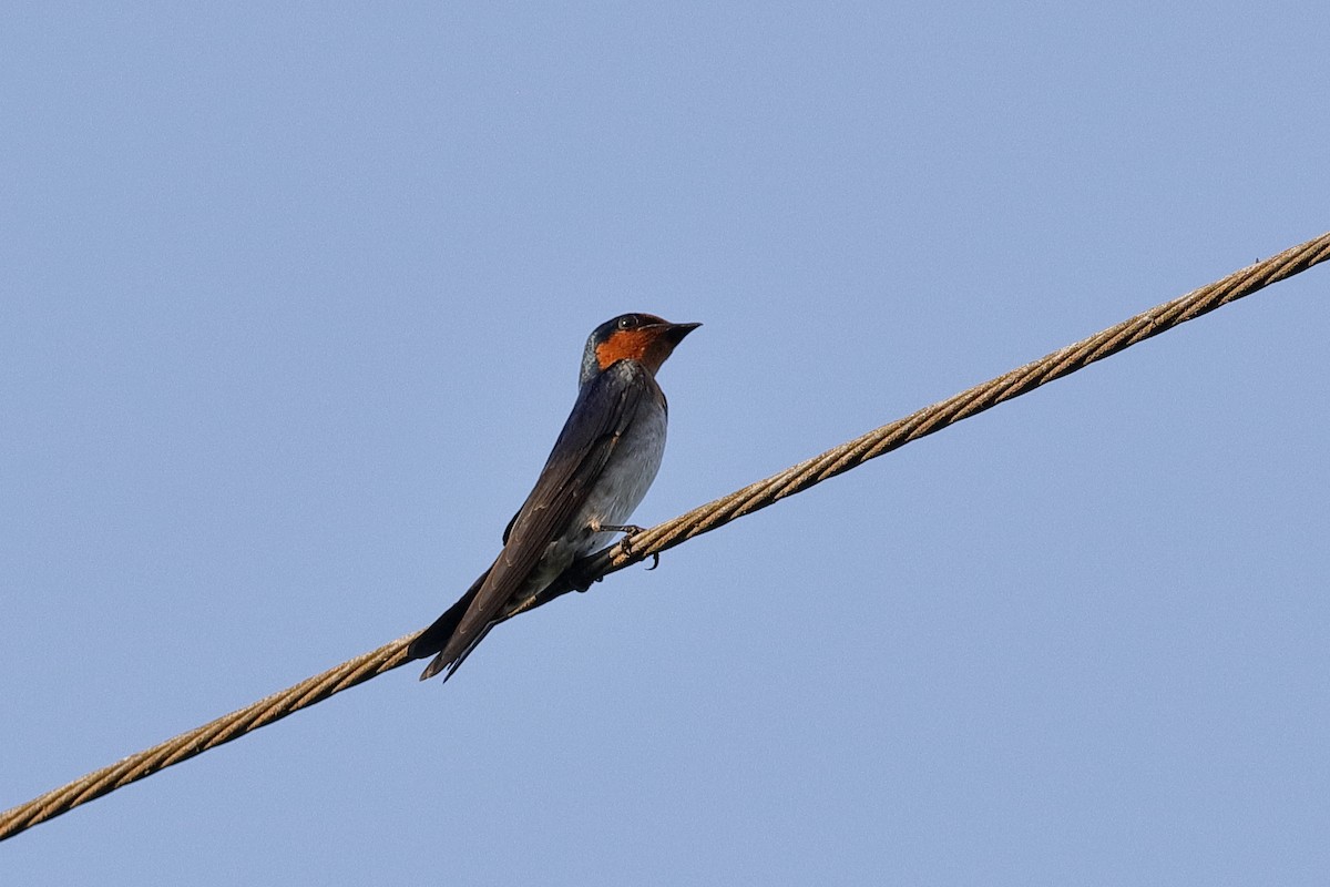 Pacific Swallow (Pacific) - ML225450011