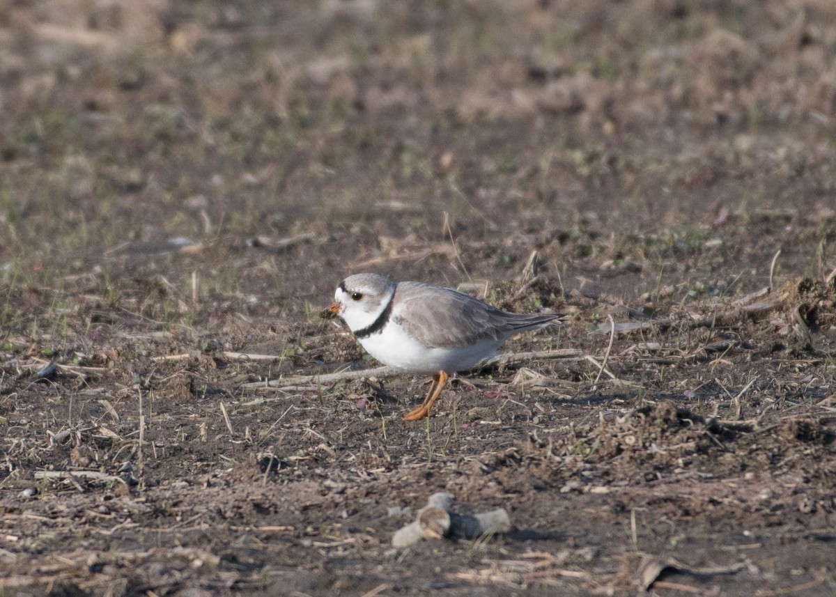 Piping Plover - ML225450611