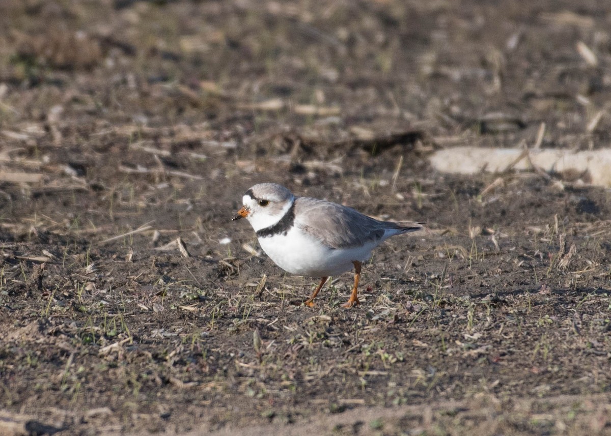 Piping Plover - ML225450631