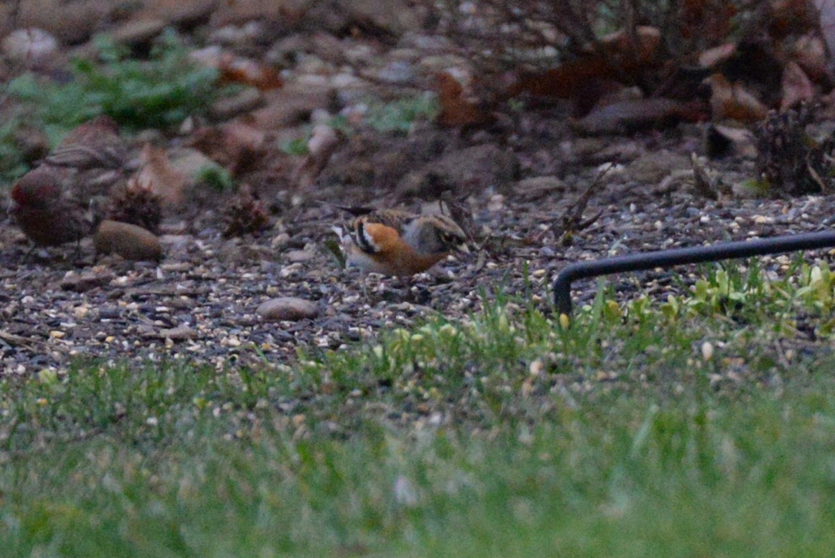 eBird Checklist - 29 Dec 2015 - Allardale Park - 16 species