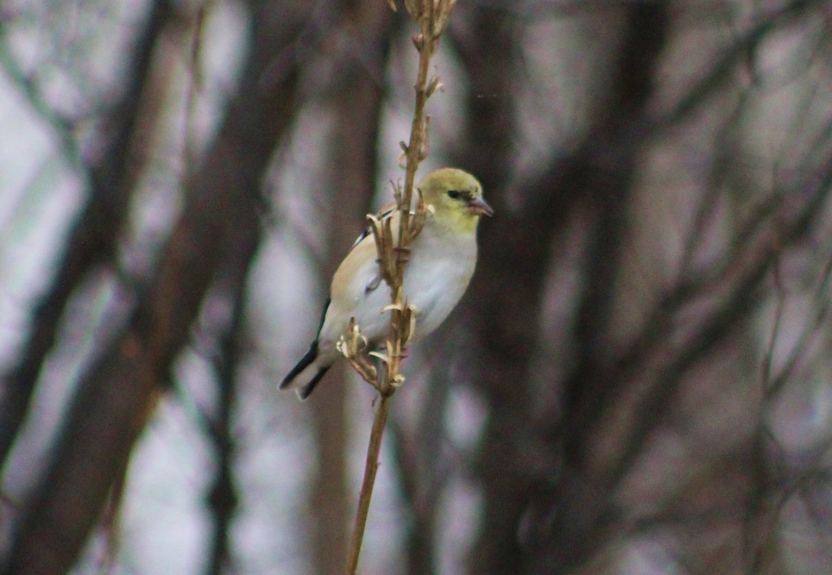American Goldfinch - Susie H