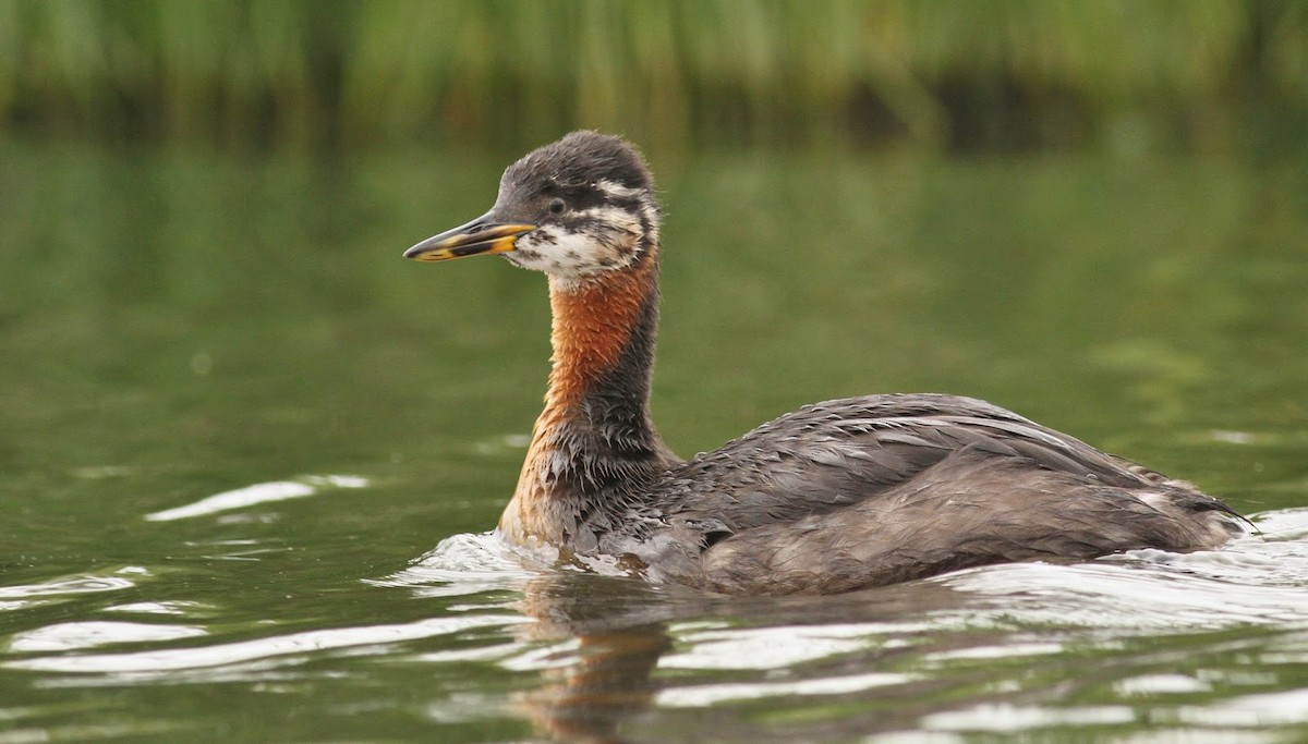 Red-necked Grebe - ML225460121