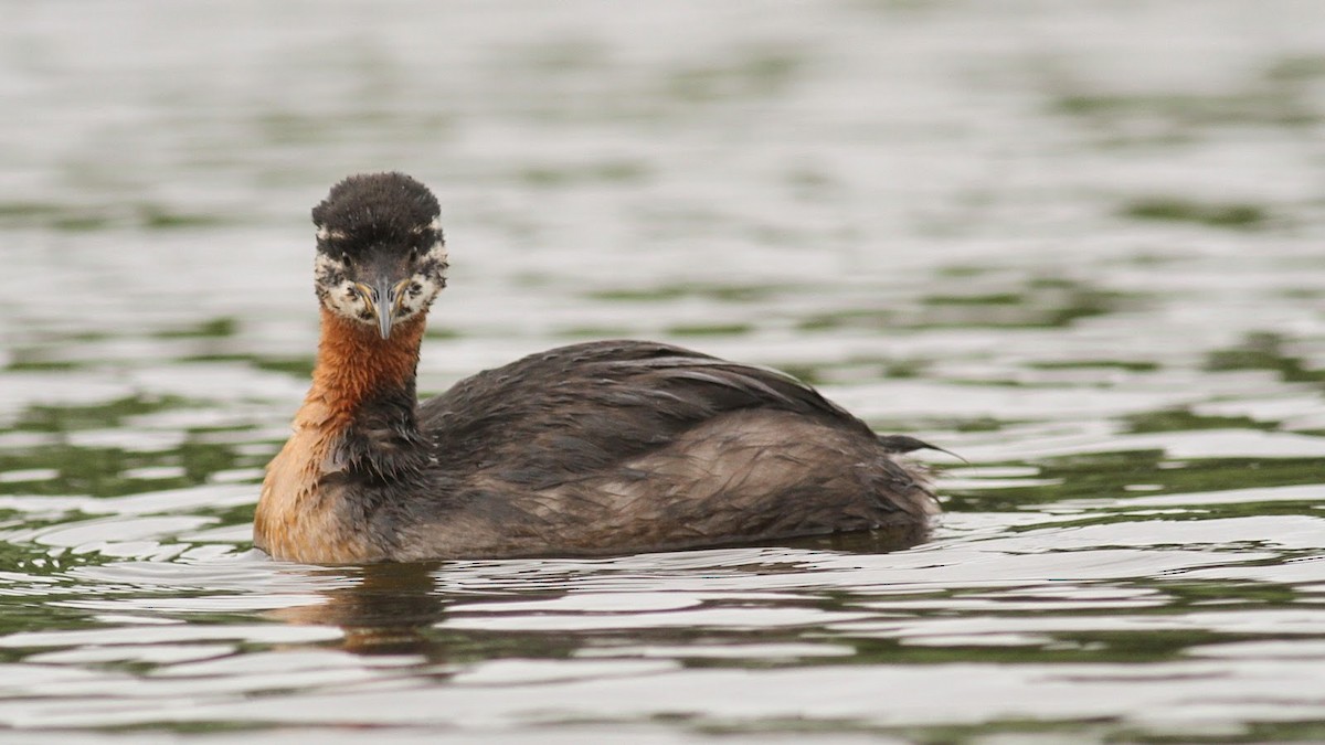 Red-necked Grebe - ML225460231