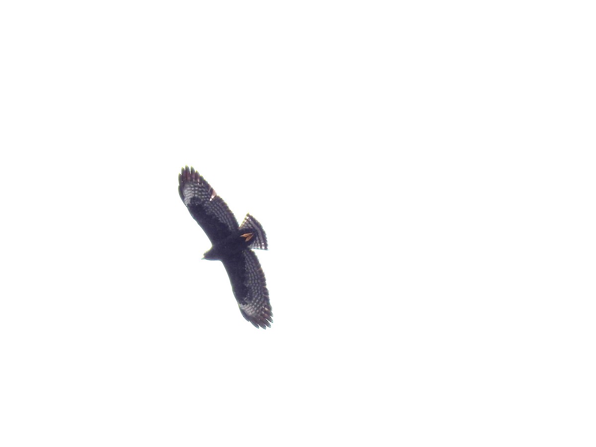 Short-tailed Hawk - ML225461741