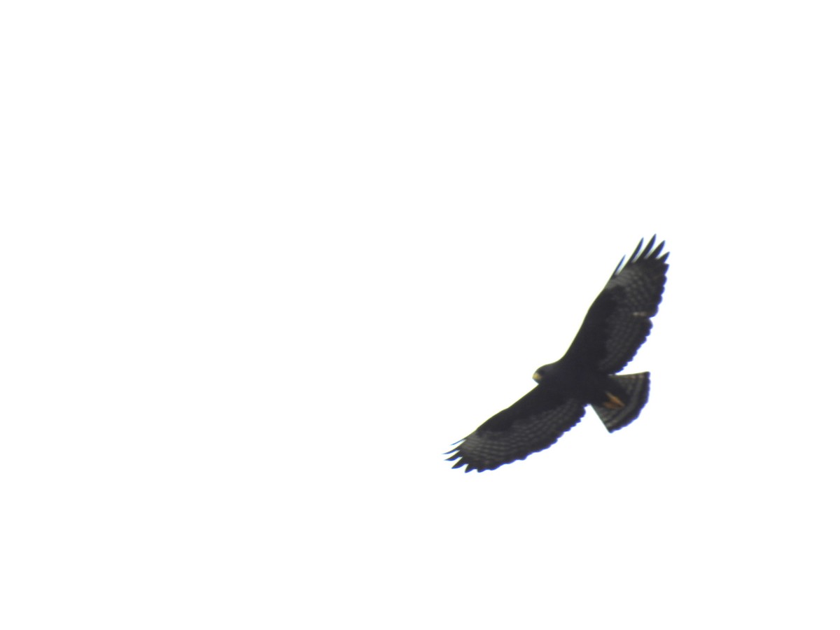 Short-tailed Hawk - ML225461751