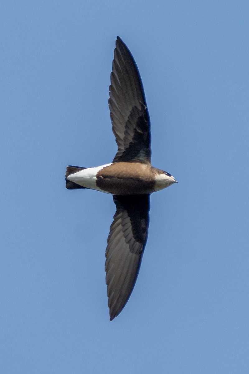 White-throated Needletail - Cary Lewis