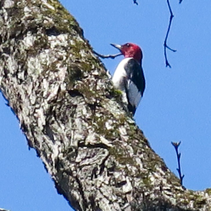 Red-headed Woodpecker - ML225462411