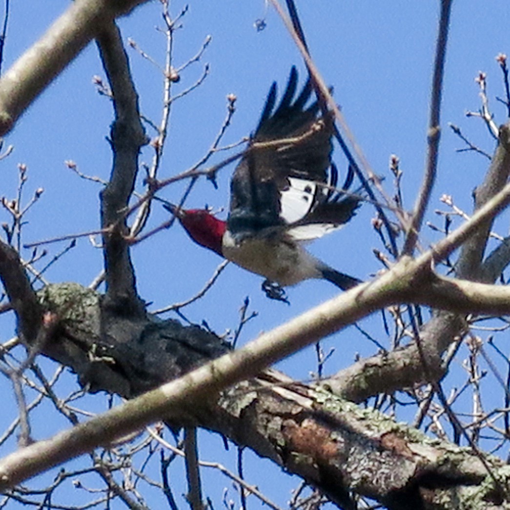 Red-headed Woodpecker - ML225462421