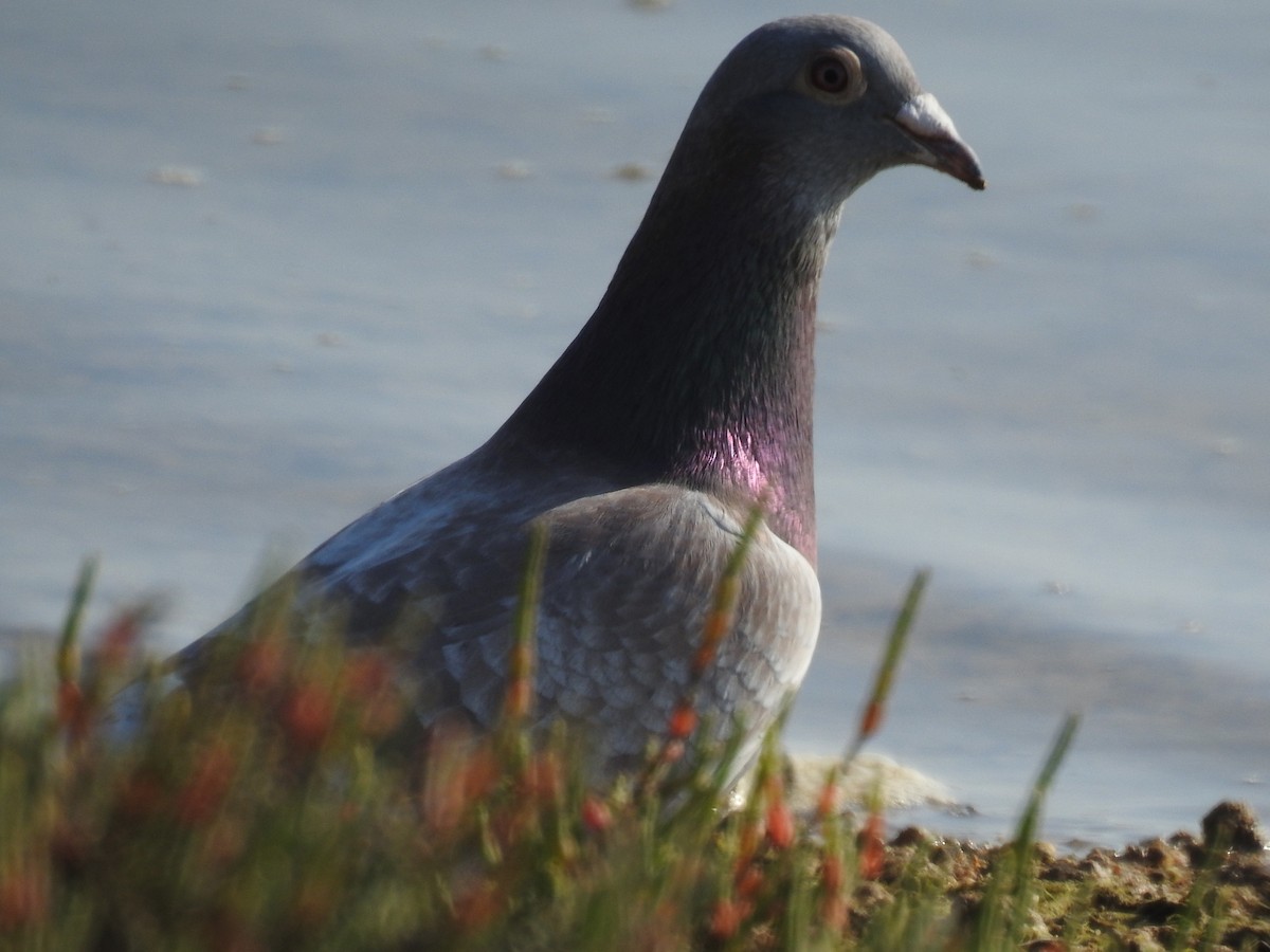 Сизый голубь (Одомашненного типа) - ML225462881