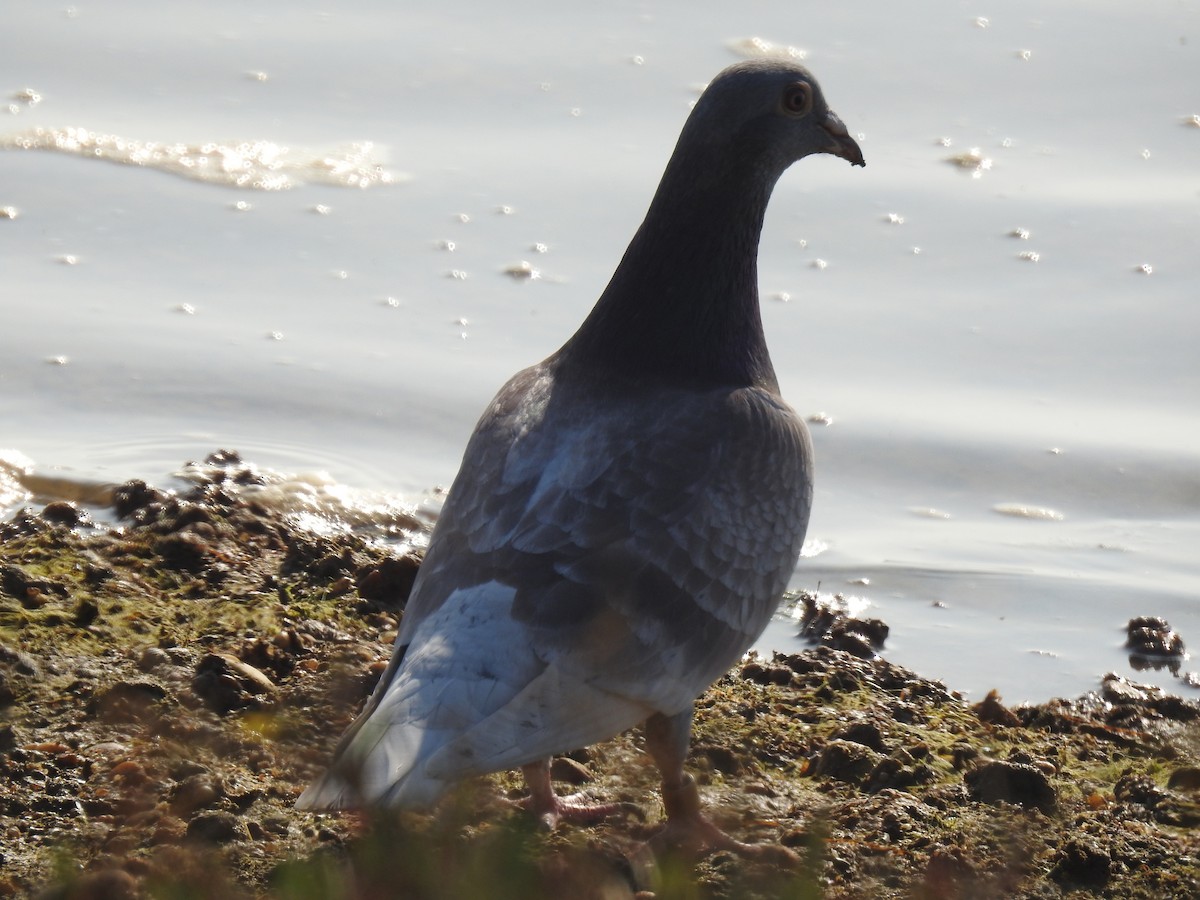 Rock Pigeon (Feral Pigeon) - ML225462961