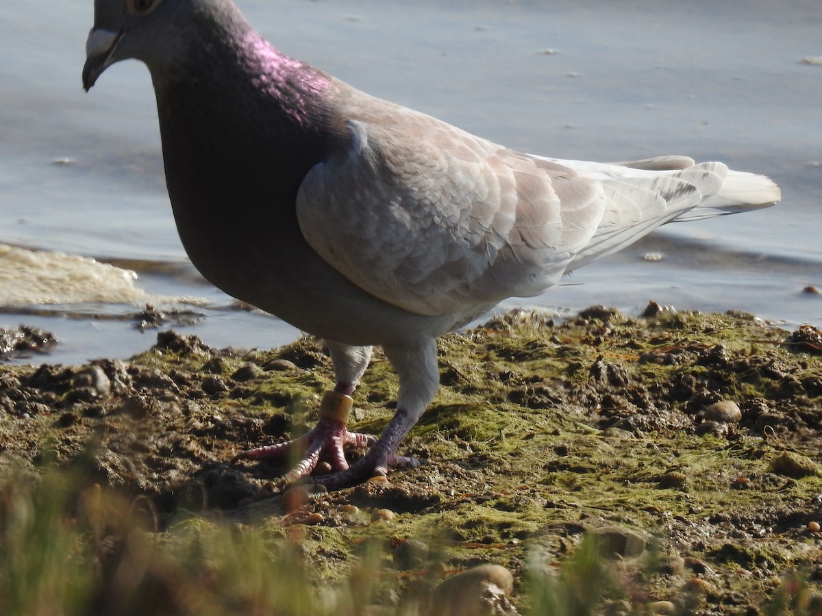 Rock Pigeon (Feral Pigeon) - ML225462991
