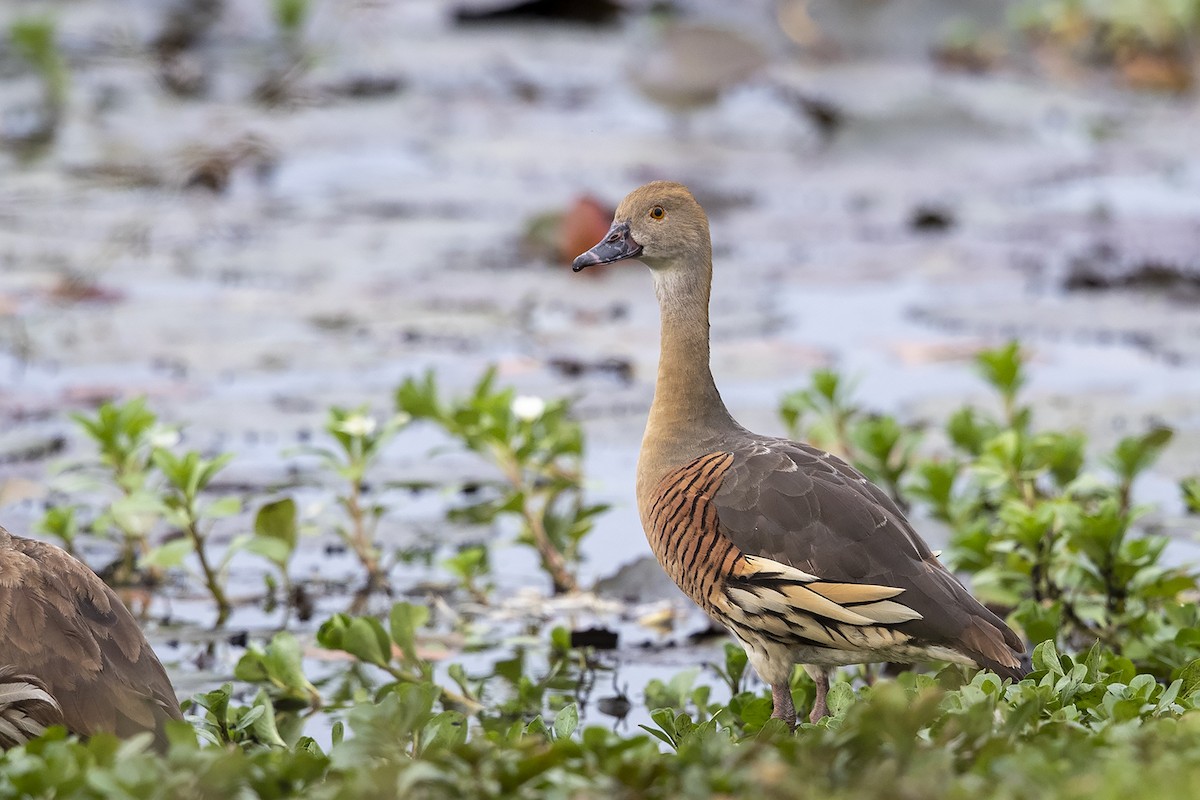 Plumed Whistling-Duck - Niall D Perrins