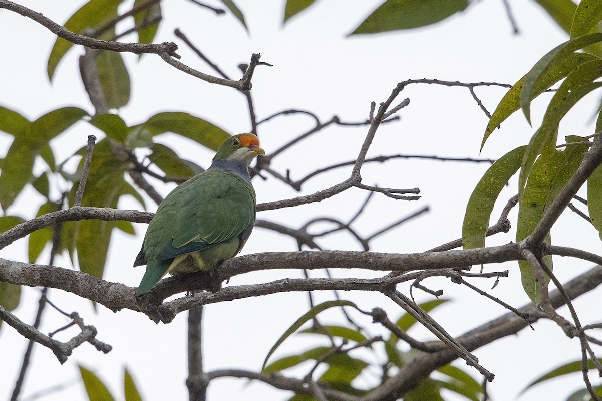 Orange-fronted Fruit-Dove - Niall D Perrins