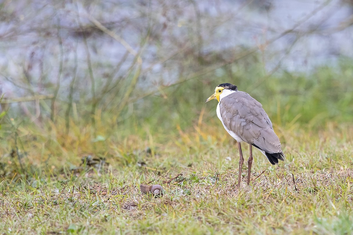 Masked Lapwing (Masked) - Niall D Perrins