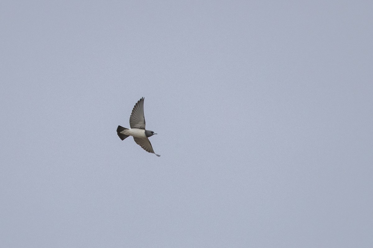 White-breasted Woodswallow - ML225463581