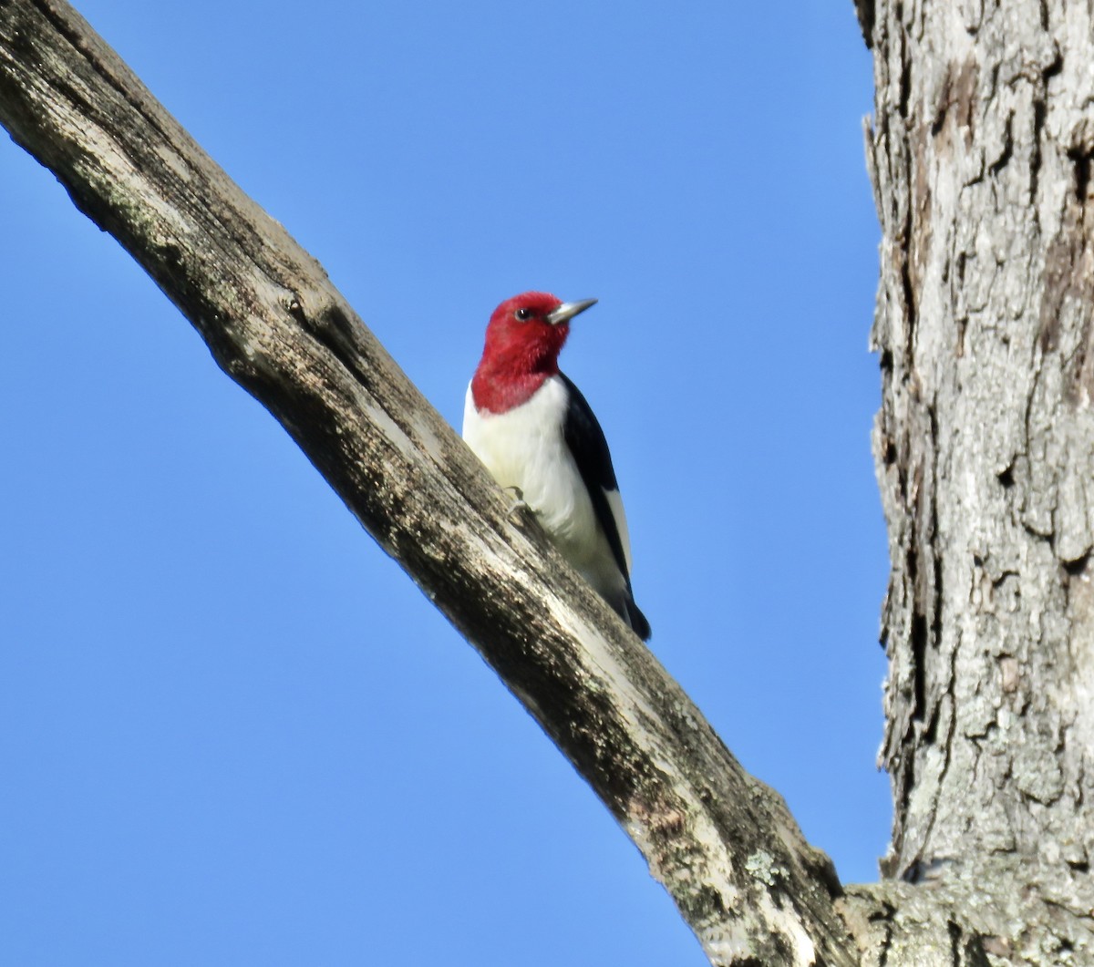 Red-headed Woodpecker - ML225467851