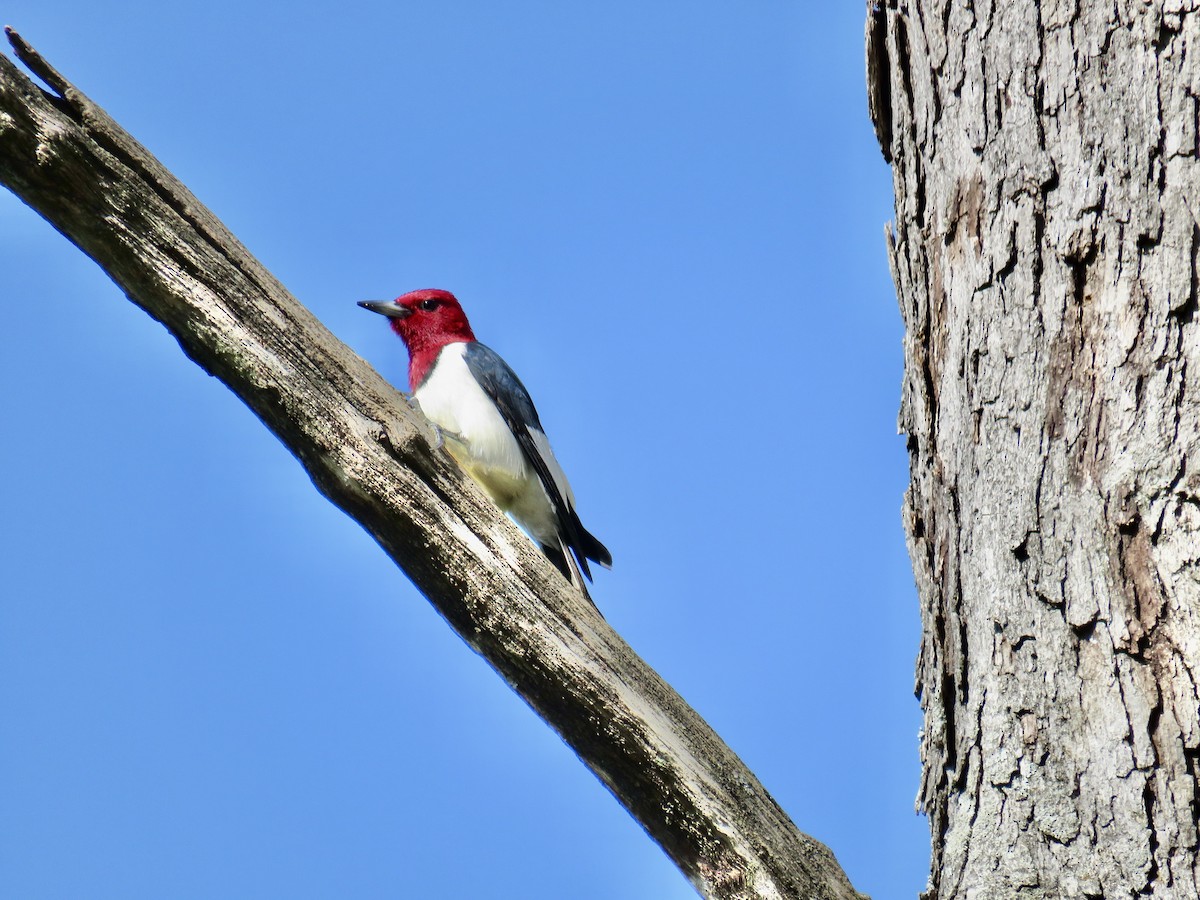 Red-headed Woodpecker - ML225467871