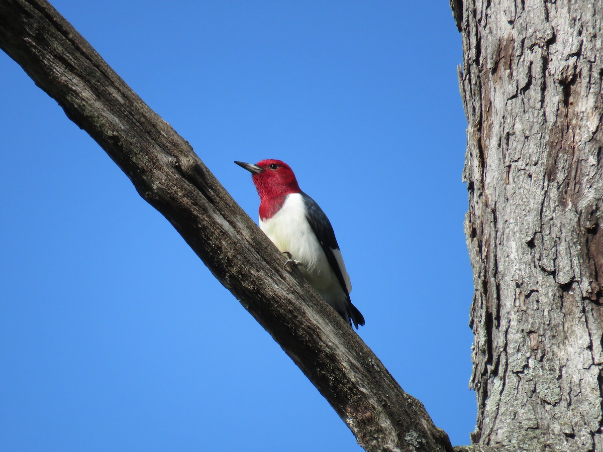 Red-headed Woodpecker - ML225467891