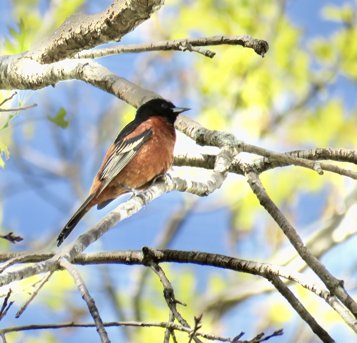 Orchard Oriole - ML225468081