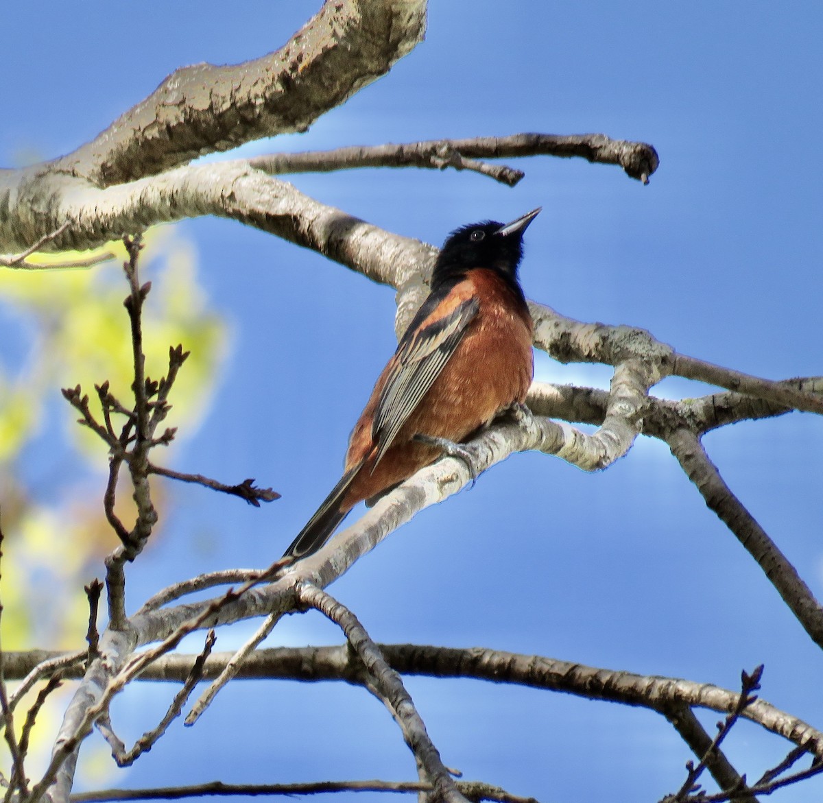 Orchard Oriole - ML225468111