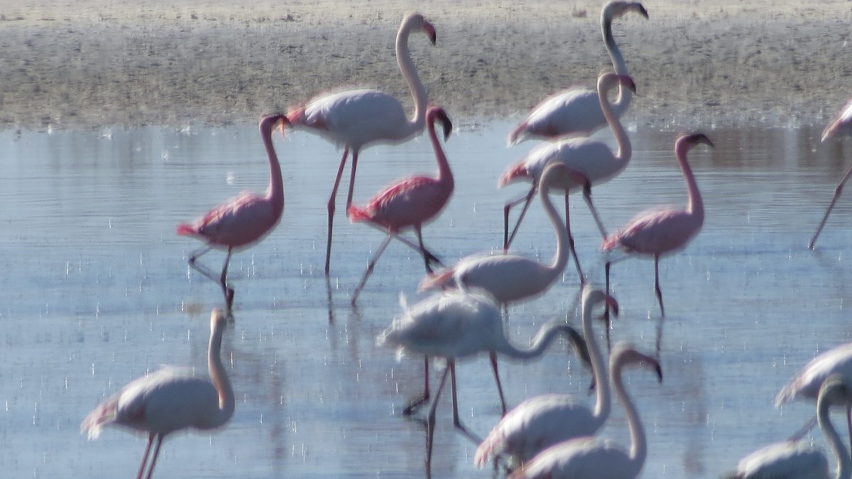 Lesser Flamingo - Félix  Arribas Del Álamo