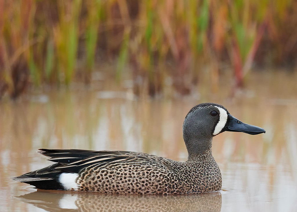 Blue-winged Teal - ML225469771