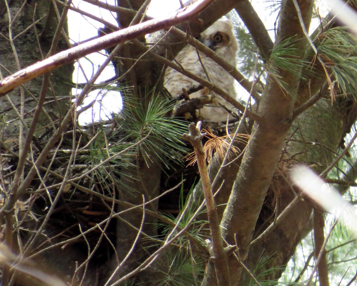 Great Horned Owl - ML225474321