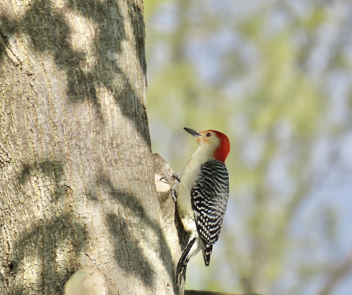 Red-bellied Woodpecker - ML225474891