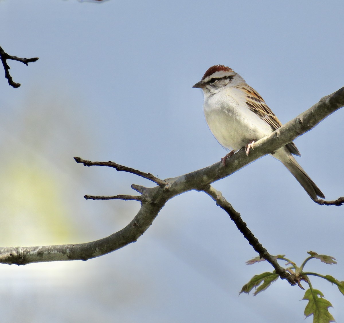 Chipping Sparrow - ML225475081