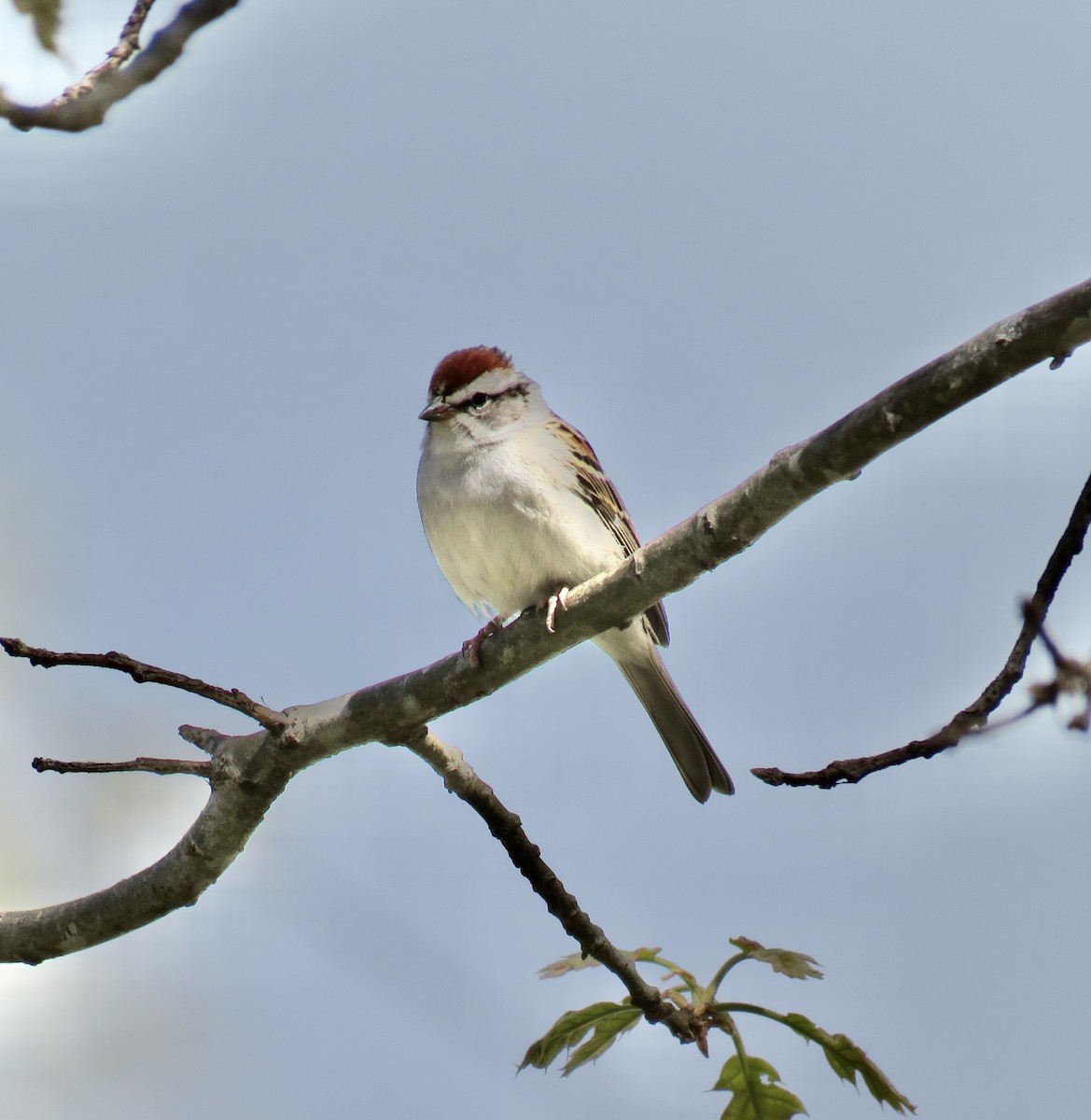 Chipping Sparrow - ML225475101