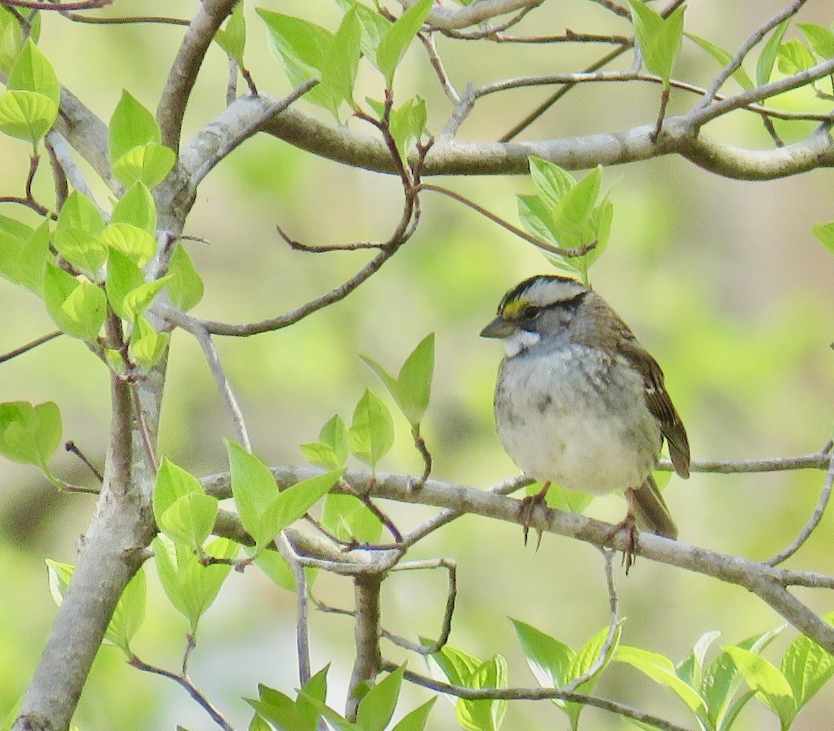 White-throated Sparrow - ML225475201