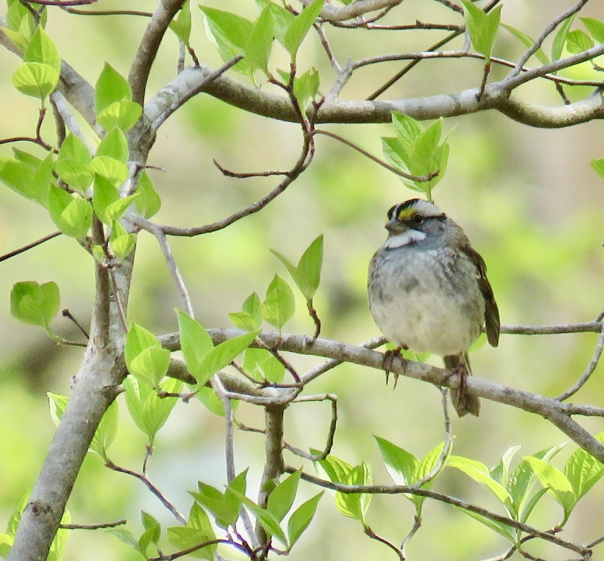 White-throated Sparrow - ML225475221
