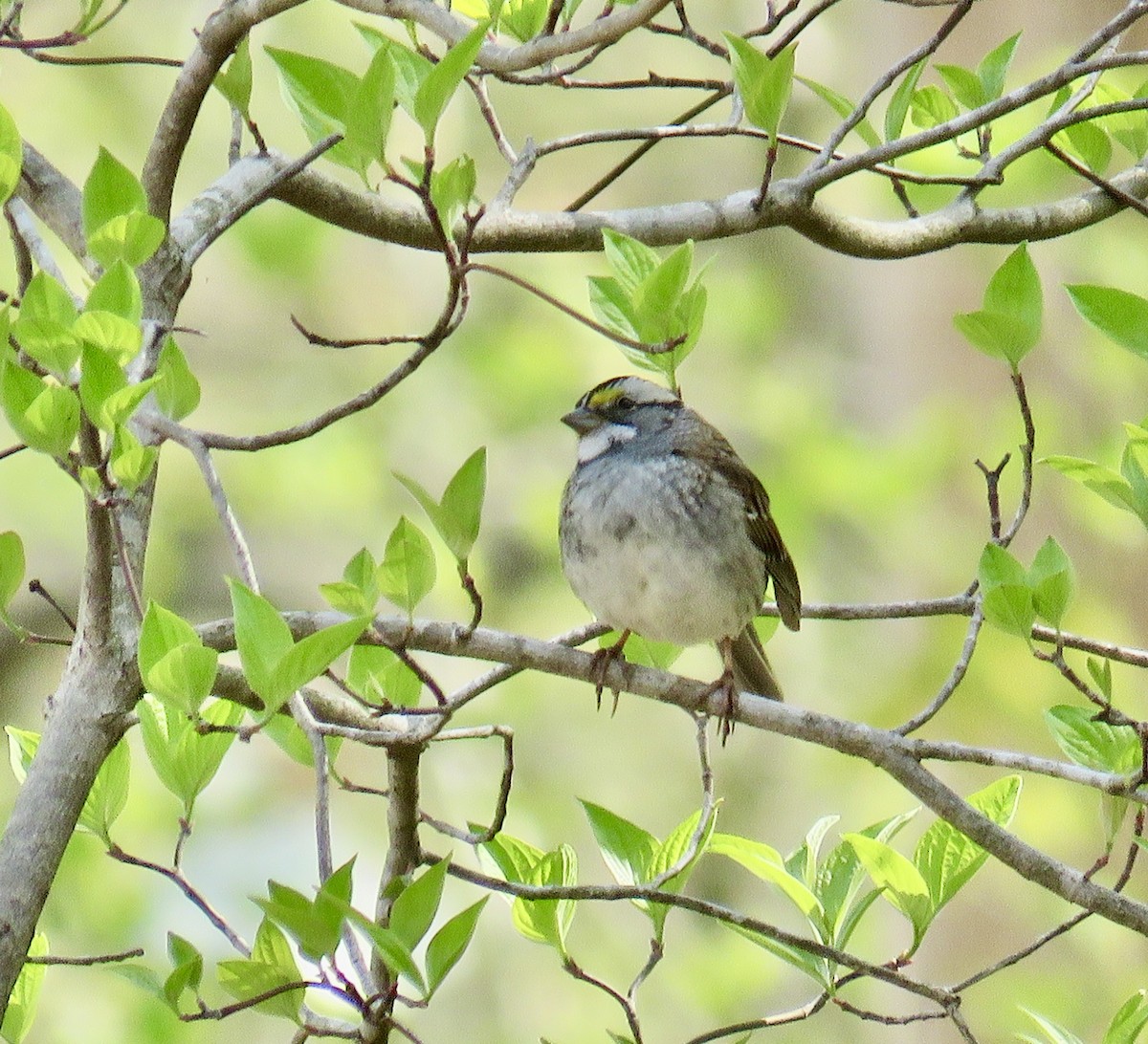 White-throated Sparrow - Ann Tanner
