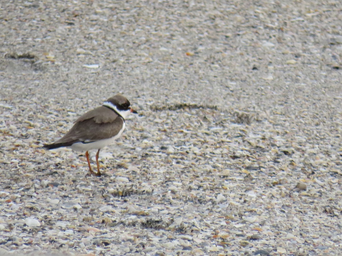 Semipalmated Plover - ML225477141